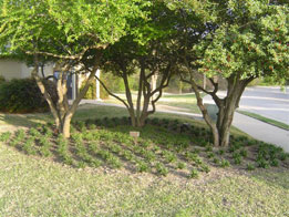 Clubhouse landscaping