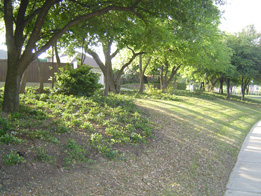 New landscaping